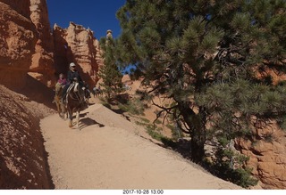 Bryce Canyon National Park hike - Peek-A-Boo trail - horses