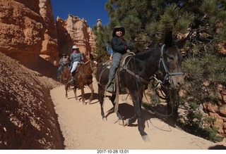 Bryce Canyon National Park hike - Peek-A-Boo trail - horses