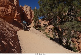 Bryce Canyon National Park hike - Peek-A-Boo trail - horses