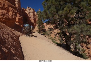 Bryce Canyon National Park hike - Peek-A-Boo trail - horses