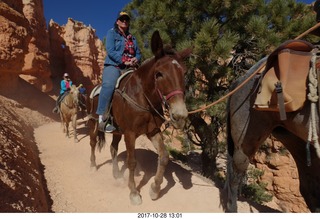 Bryce Canyon National Park hike - Peek-A-Boo trail - horses
