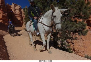Bryce Canyon National Park hike - Peek-A-Boo trail - horses