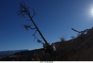 Bryce Canyon National Park - Fairyland hike - crooked tree