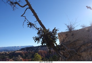 Bryce Canyon National Park - Fairyland hike - crooked tree