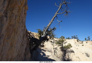 Bryce Canyon National Park - Fairyland hike - crooked tree