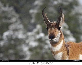 pictures from bryce-canyon sd-card - animal