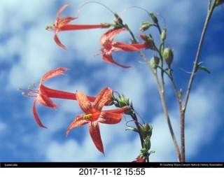 pictures from bryce-canyon sd-card - flowers