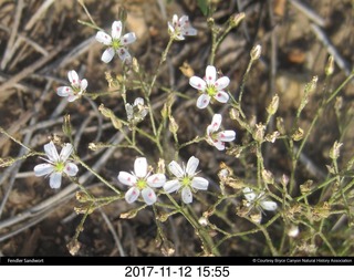 pictures from bryce-canyon sd-card - flowers
