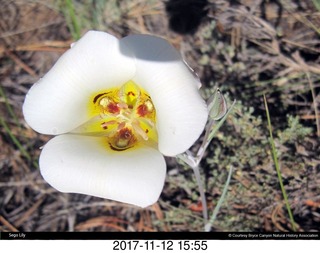 pictures from bryce-canyon sd-card - flower