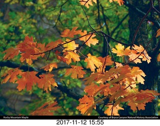 pictures from bryce-canyon sd-card  - leaves