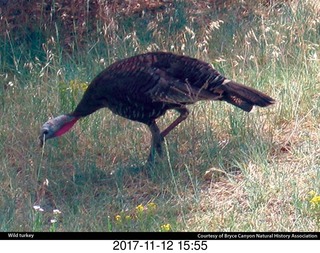 pictures from bryce-canyon sd-card  - turkey