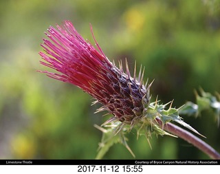 pictures from bryce-canyon sd-card  - flower