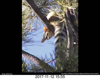 pictures from bryce-canyon sd-card  - animal