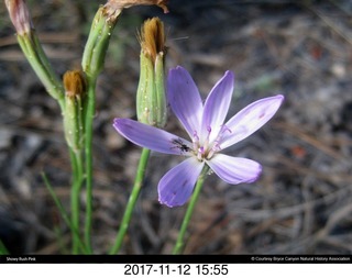 pictures from bryce-canyon sd-card -flower