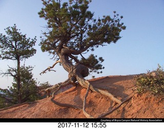 pictures from bryce-canyon sd-card - flower