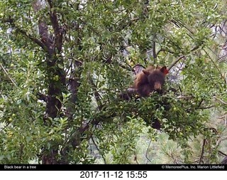 pictures from bryce-canyon sd-card  - pine cone