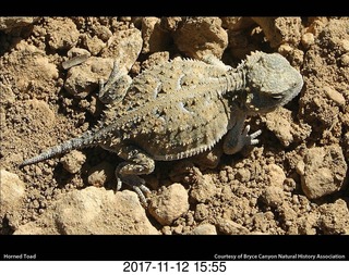 pictures from bryce-canyon sd-card - lizard