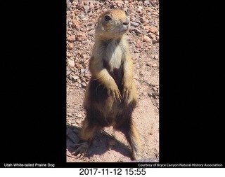 pictures from bryce-canyon sd-card - prairie dog