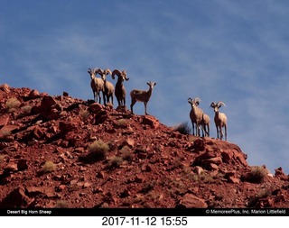 pictures from bryce-canyon sd-card - big-horn sheep