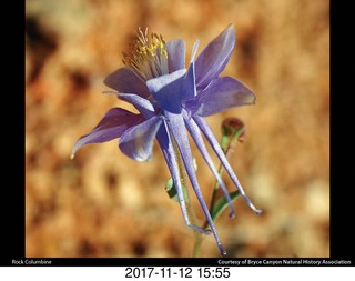 pictures from bryce-canyon sd-card - flower