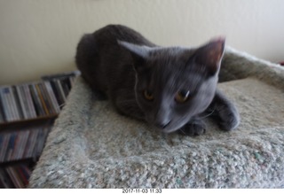 my cat Jane