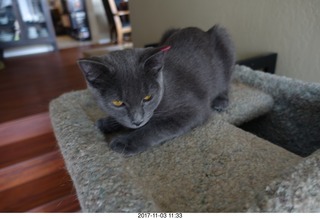my kitten Jane