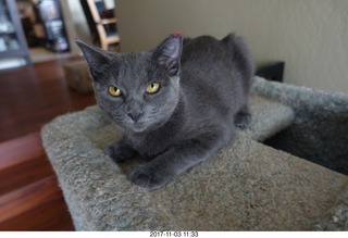 my kitten Jane