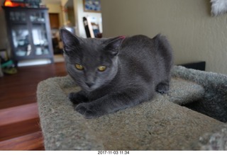 my cat Jane