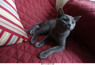 my kitten Devin