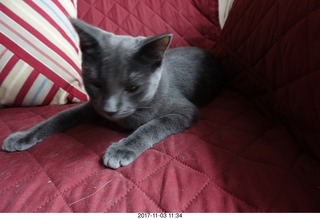 my cat Devin