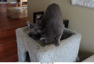 my cats Max, Devin, and Jane at the vet