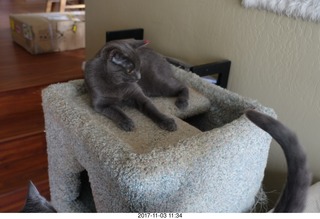 my cat Jane
