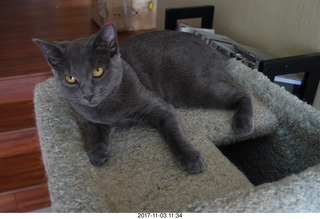 my cat Jane