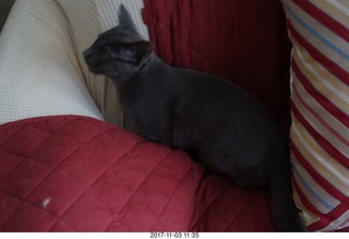 my kitten-cat Devin
