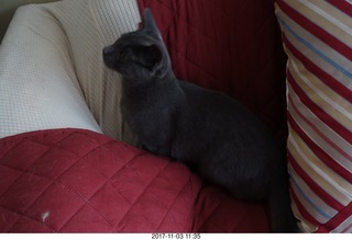 my cat Devin