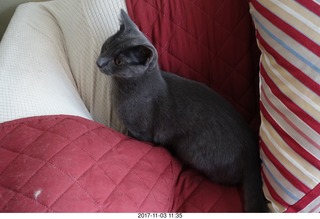 my cat Devin