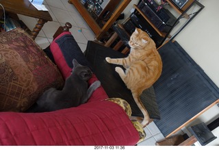 594 9v3. my cats Devin and Max