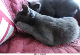 my cat Devin