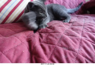 my cat Devin
