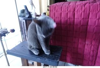 my cat Jane