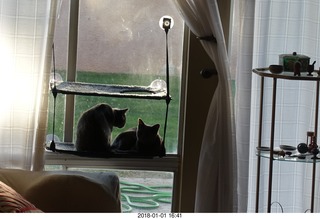 cats on my windowsill