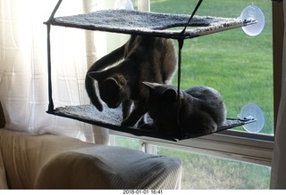 cats on my windowsill