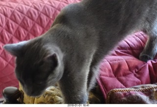 my cat Devin