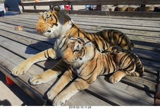 Motown tigers