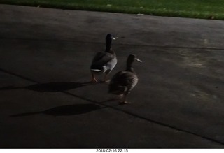 night ducks