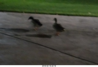 night ducks