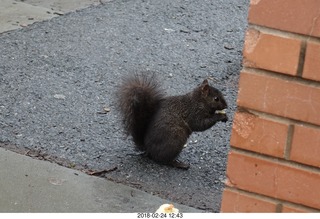 Princeton Alumni Day - black squirrel
