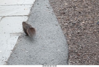 Princeton Alumni Day - squirrel