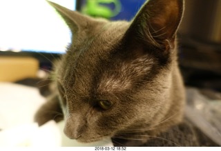 my cat Devin