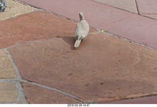 Academy of Music - Swan Lake ballet - pit orchestra with Luigi